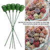 Bouquet speciale per piante grasse