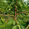 🍎Divaricatore per rami di alberi da frutto (40 pezzi)