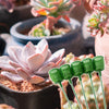 Bouquet speciale per piante grasse