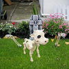 Decorazione di Halloween con scheletro di mucca