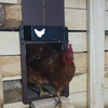 🐥Porta automatica del pollaio dell'allevamento di pollame