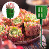 Bouquet speciale per piante grasse